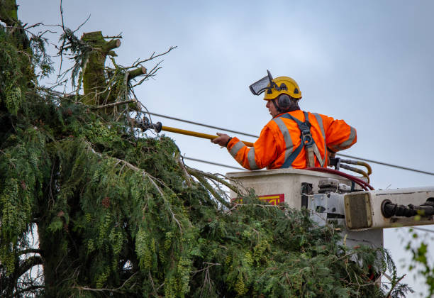 Best Palm Tree Trimming  in Mount Hore, WI