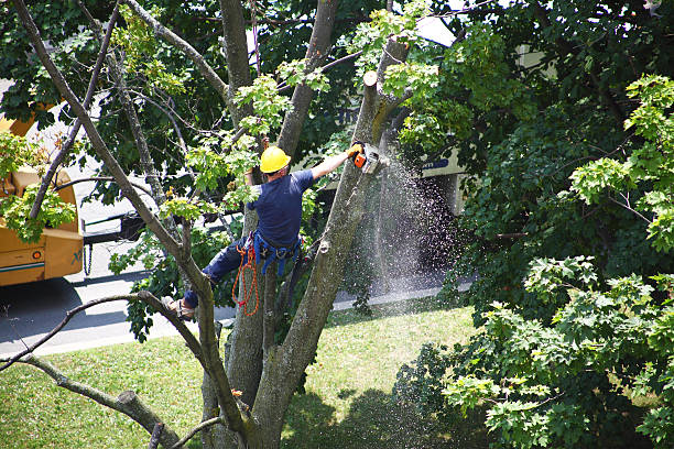 Professional Tree Removal Services in Mount Hore, WI