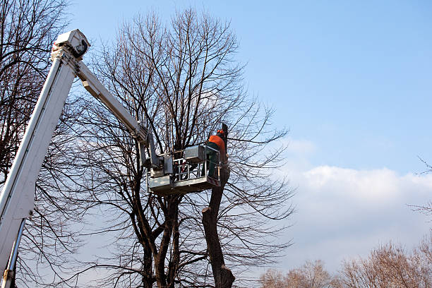 Best Hedge Trimming  in Mount Hore, WI